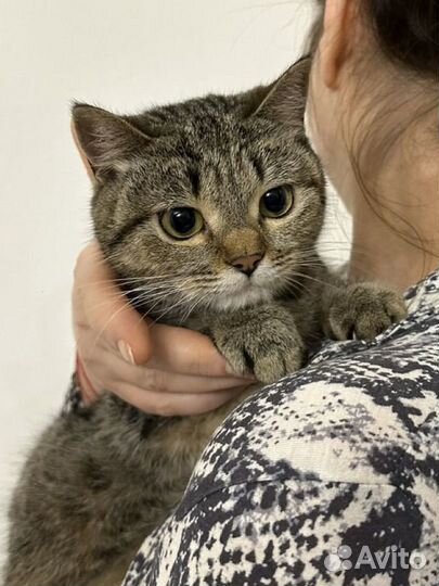 Ласковый котенок в добрые руки