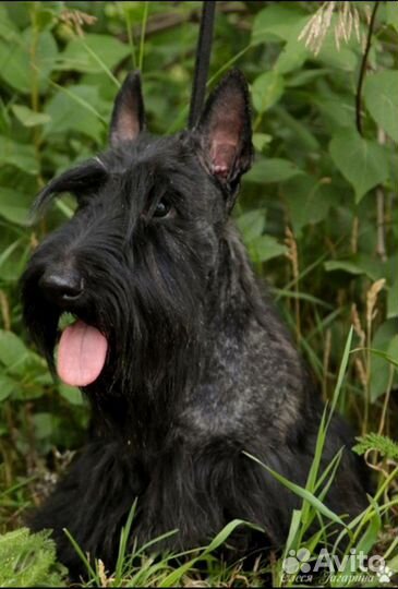 Вязка скотч-терьер