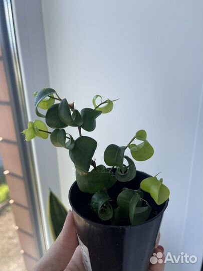 Фикус букле