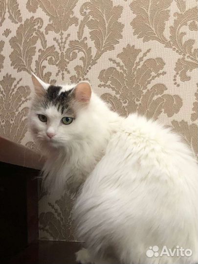 Кошечка в добрые руки