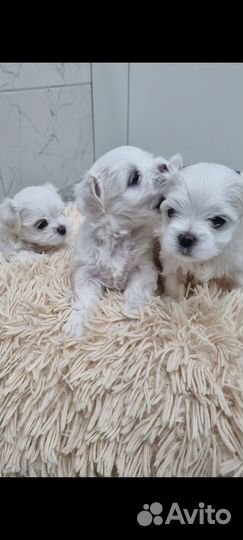Щенки мальтезе