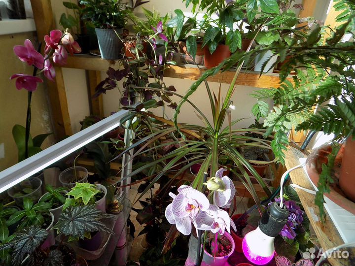 Комнатные цветы, домашние растения