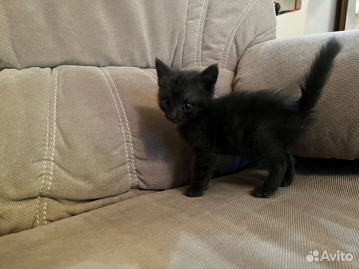 Пушистики котята полукровки