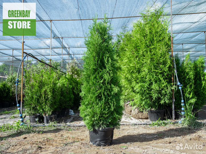 Туя Cмарагд оптом и в розницу
