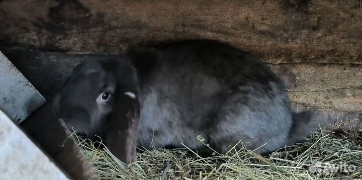 Самцы и самки баран