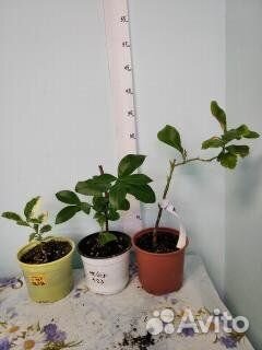 Цитрусы и комнатные цветы