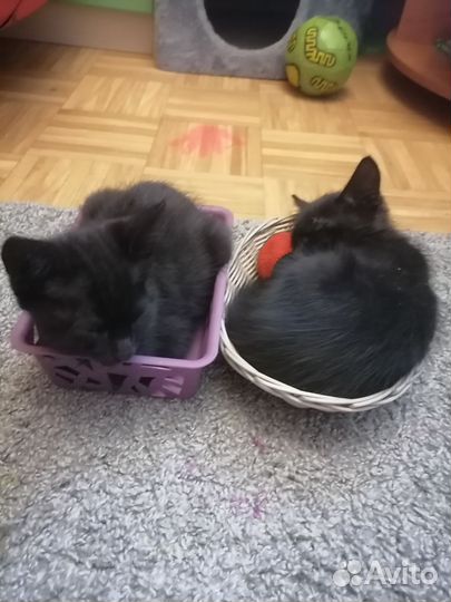 Кошка в дар