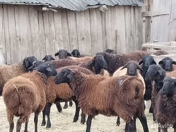 Ягнята оптом