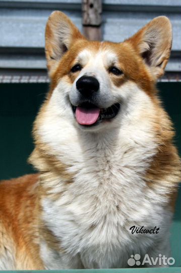 Вельш корги пемброк титулованный кобель ждет жён )