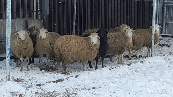 Овцы Бараны