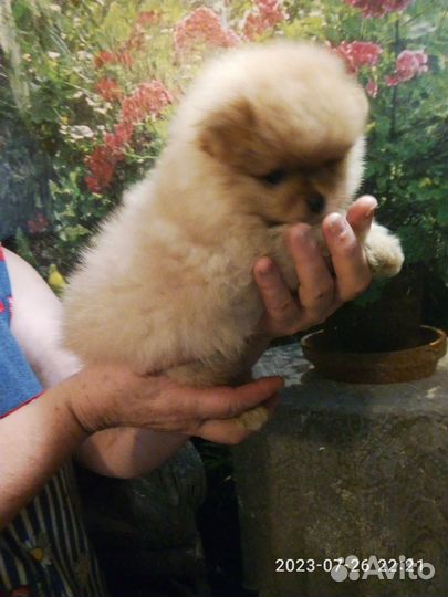 Малипуська