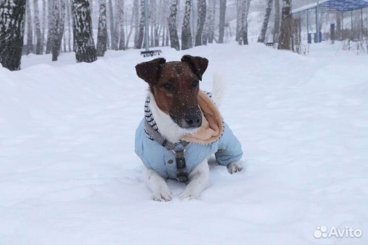 Вязка фокстерьер