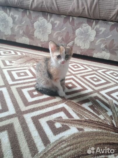 Кошка в дар