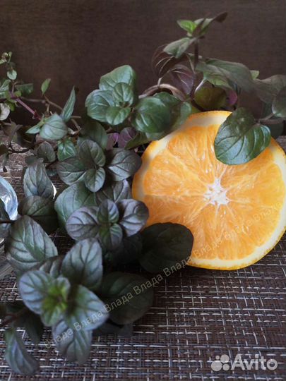 Сортовая Мята, пряные травы