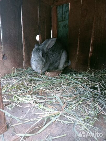 Кролики разных пород
