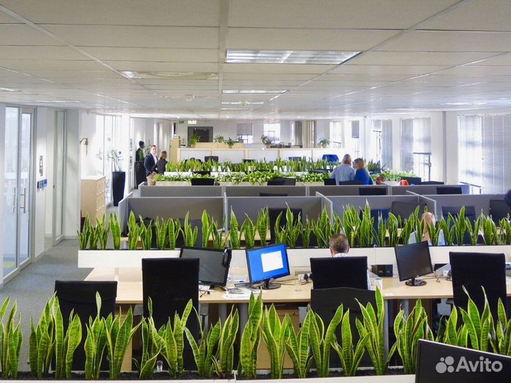 Озеленение офисов в Ярославле / растения для офиса