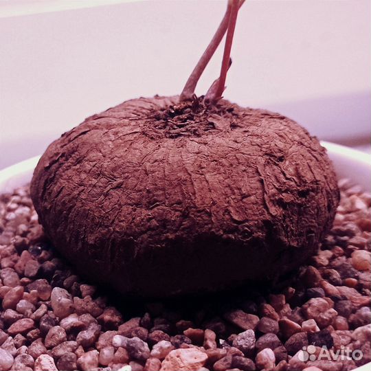 Стефания Эректа