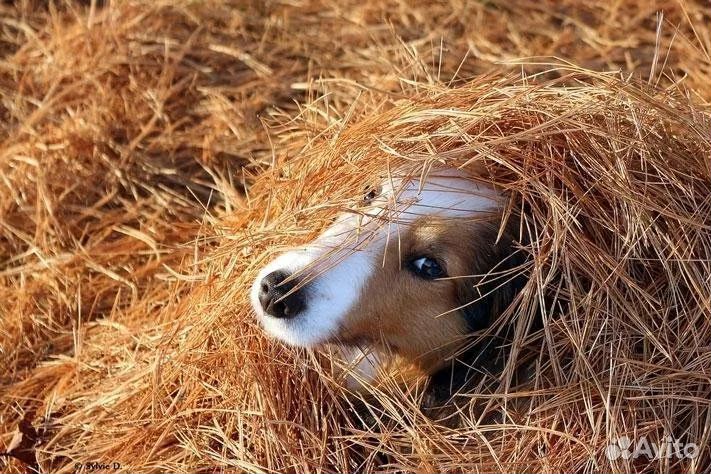 Солома на подстилку для собак