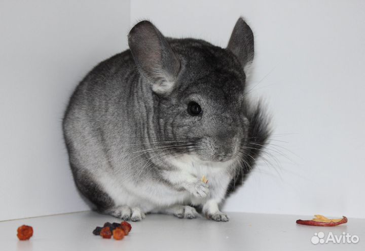 Шиншиллы из питомника