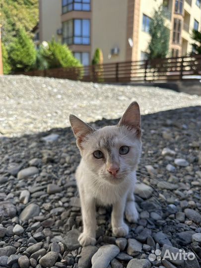 Кошка с голубыми глазами