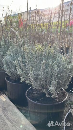 Саженцы яблоня китайка Райские Яблоки