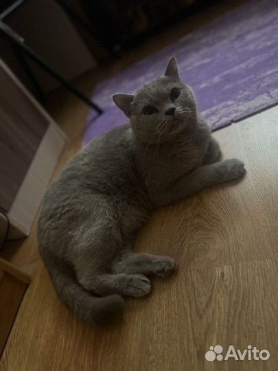 Британский кот