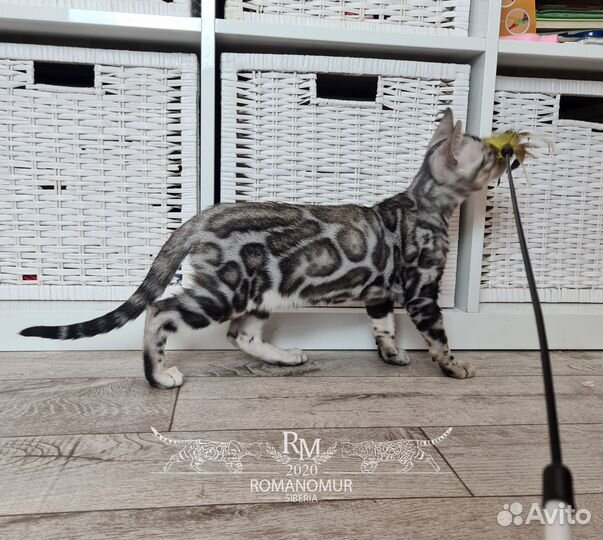 Бенгальский котенок серебрянного окраса