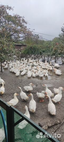 Утки стар 53