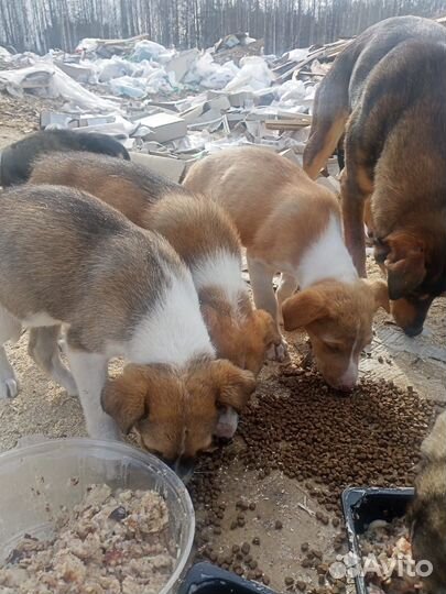 Щенки 1,5 мес, от крупной собаки, отдам бесплатно