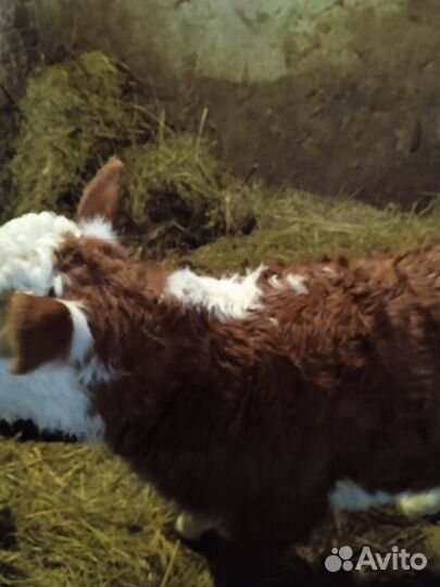 Продаются две телочки