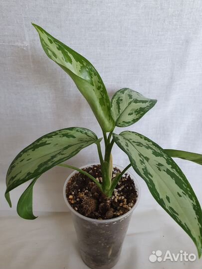 Аглаонема сильвер квин