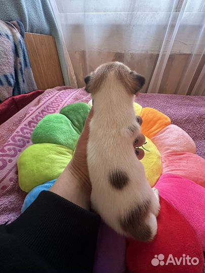 Щенки чихуахуа