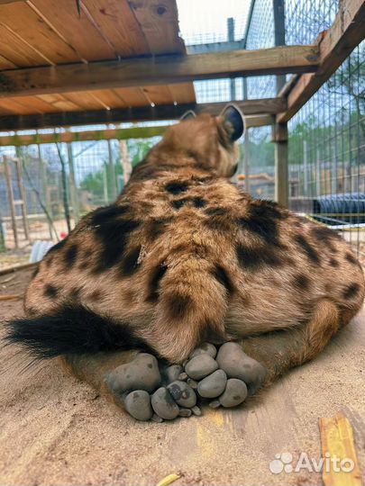 Коробка выкроек