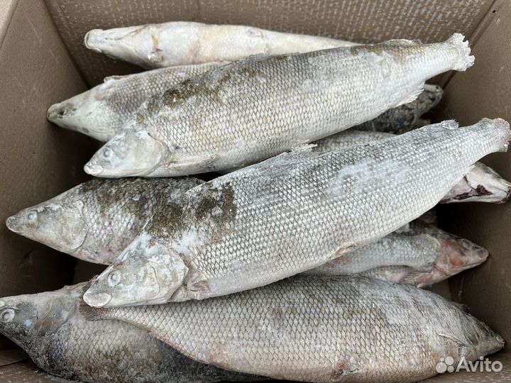 Муксун свежемороженый