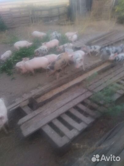 Поросята 1,5 месяца