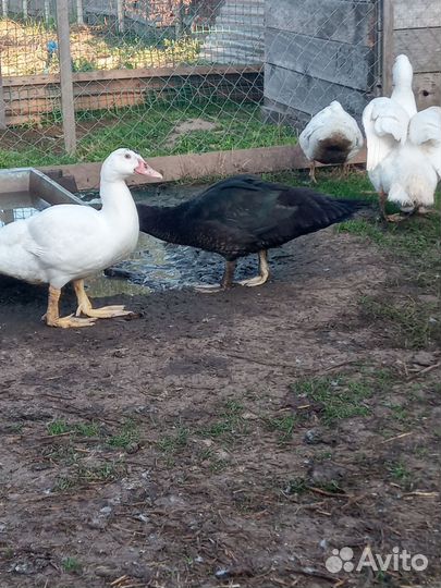 Индоутки,петухи