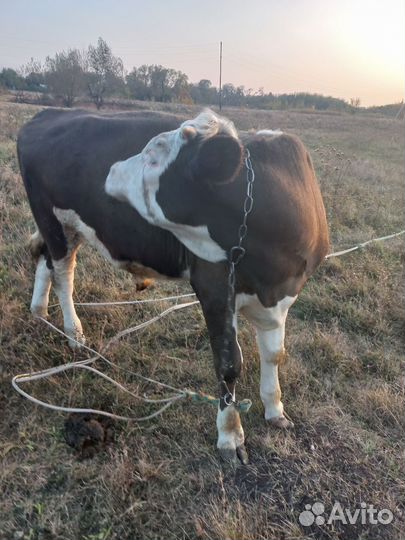 Бычок 8 месяцев, без торга