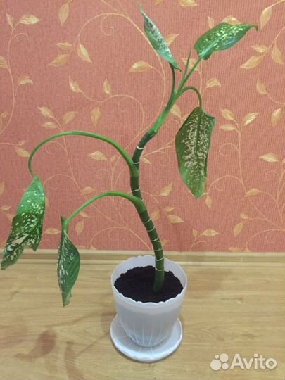 Диффенбахия