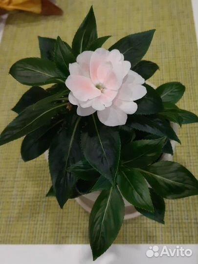 Бальзамин новогвинейский