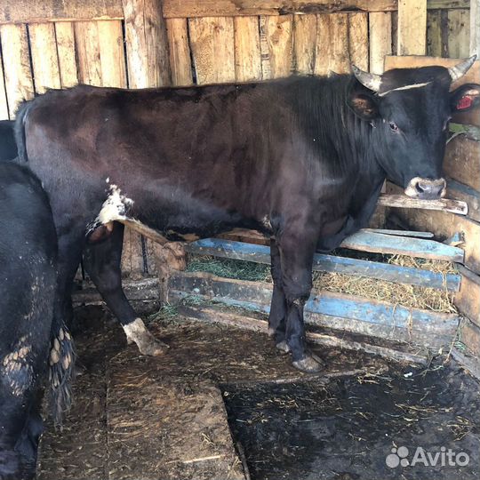 Быки на племя