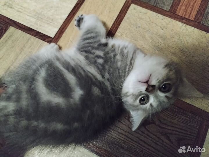 Скоттиш страйт котята