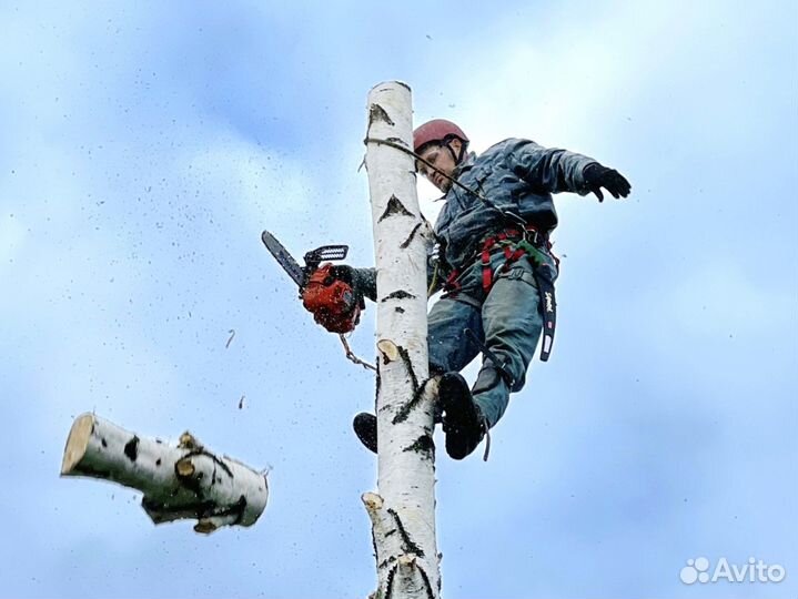 Спил, удаление деревьев, расчистка Сергиев Посад