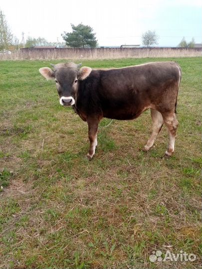 Корова Телка