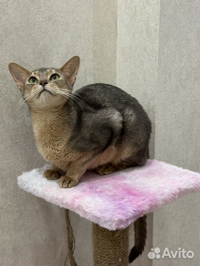 Абиссинская чистокровная кошка в добрые руки