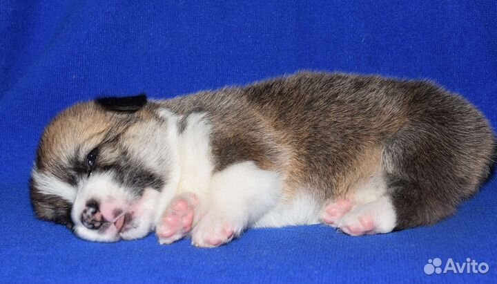 Вельш корги пемброк щенки