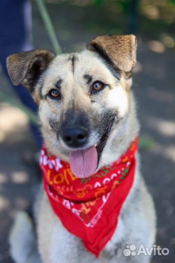 Собака Валя в поисках лучшей семьи