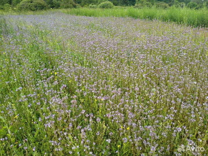 Мёд 2023,со своей пасеки