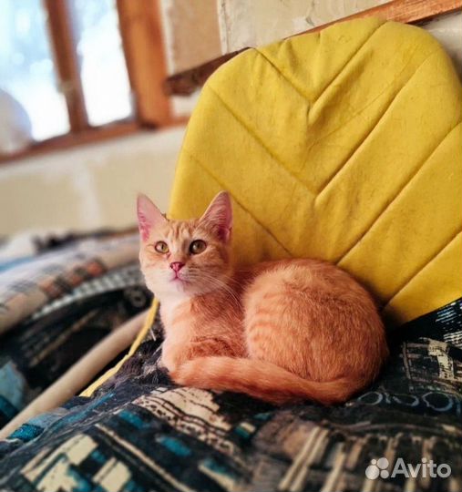 Котенок девочка 4 мес