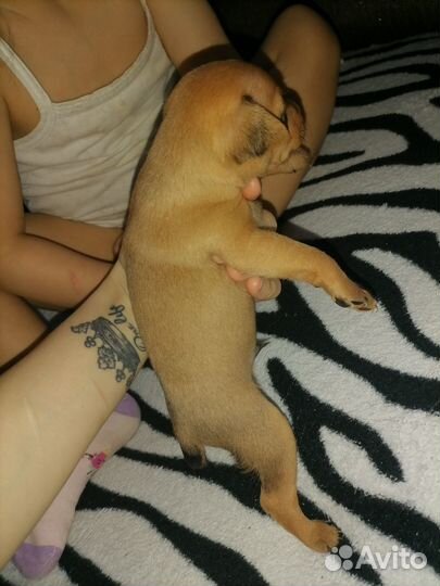 Собака щенок мини той терьер