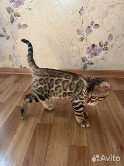Бенгальские котята